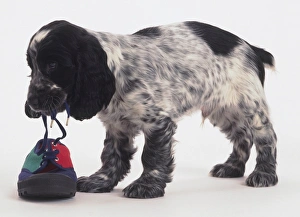 A cocker spaniel puppy stands and chews the lace of a red and green plimsol A cocker spaniel puppy stands and chews the lace of a red and green plimsol