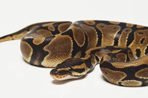 A coiled Royal Python with its head at the centre, for maximum protection A coiled Royal Python with its head at the centre, for maximum protection