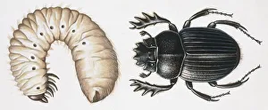 <b class=qtipBold><figcaption>Coleoptera, larva, illustration</figcaption></b><br>Zoology, Insects, Coleoptera, larva, illustration<br><em>© DEA PICTURE LIBRARY</em> Coleoptera, larva, illustration