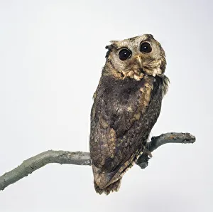Collared scops owl (Otus lettia) perching on a branch, looking over shoulder Collared scops owl (Otus lettia) perching on a branch, looking over shoulder