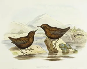 Collared sparrowhawk (Accipiter cirrocephalus), Engraving by John Gould Collared sparrowhawk (Accipiter cirrocephalus), Engraving by John Gould