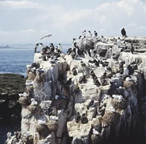 Colony of Common Guillemots (Uria aagle) on coastal cliff-top Colony of Common Guillemots (Uria aagle) on coastal cliff-top