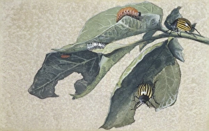 Colorado potato beetle (Leptinotarsa decemlineata), illustration Colorado potato beetle (Leptinotarsa decemlineata), illustration
