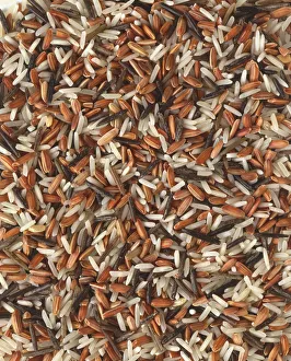 <b class=qtipBold><figcaption>Coloured rice</figcaption></b><br><em>© Dorling Kindersley/UIG</em> Coloured rice