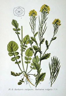 Common Bittercress or Yellow Rocket (Barbarea vulgaris), biennial wild herb of Brassica Common Bittercress or Yellow Rocket (Barbarea vulgaris), biennial wild herb of Brassica