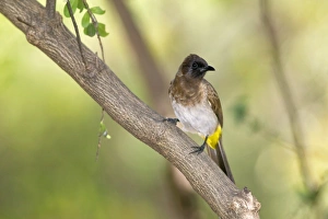 Lake Baringo Gallery: Common bulbul (Pycnonotus barbatus) on tree branch around Lake Baringo, Rift Valley, Kenya