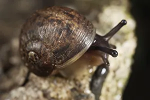 Common Garden Snail (Helix aspersa) on rock, close-up Common Garden Snail (Helix aspersa) on rock, close-up