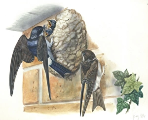 Common House Martin Delichon urbicum feeding young in nest, illustration Common House Martin Delichon urbicum feeding young in nest, illustration
