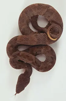 Common Lancehead, Bothrops atrox, above view of a Fer de lance coils around itself Common Lancehead, Bothrops atrox, above view of a Fer de lance coils around itself
