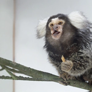 Common marmoset (Callithrix jacchus) sat on branch gripping food in its front paw Common marmoset (Callithrix jacchus) sat on branch gripping food in its front paw
