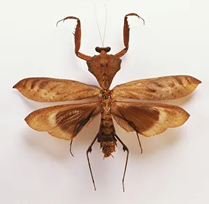 <b class=qtipBold><figcaption>Common praying mantids</figcaption></b><br>Common praying mantids.<br><em>© Dorling Kindersley/UIG</em> Common praying mantids