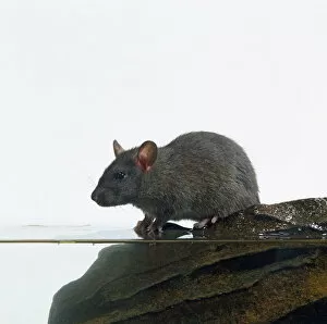 Muridae Collection: Common Rock Rat