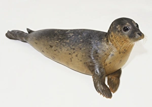 Common seal (Phoca vitulina), pup lying on its side Common seal (Phoca vitulina), pup lying on its side