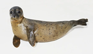 Common seal (Phoca vitulina), pup lying on its side, looking at camera Common seal (Phoca vitulina), pup lying on its side, looking at camera
