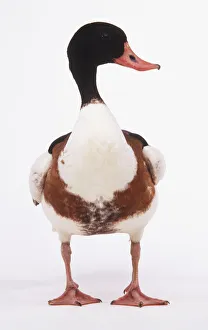 Common shelduck (Tadorna tadorna) facing to side, front view