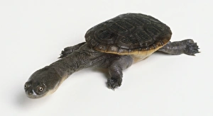 Austro-American Sideneck Turtles Austro-American Sideneck Turtles