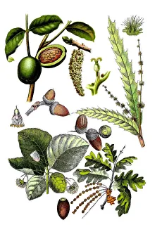 Common walnut, Juglans regia (top left und center), sweet chestnut Common walnut, Juglans regia (top left und center), sweet chestnut