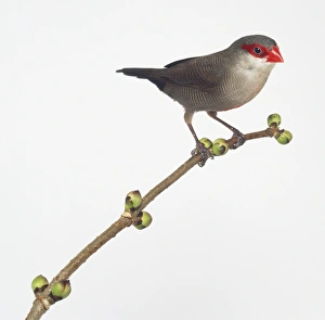 A Common Waxbill (Estrilda astrild) perching on branch, side view A Common Waxbill (Estrilda astrild) perching on branch, side view