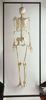 Complete human skeleton, rear view Complete human skeleton, rear view
