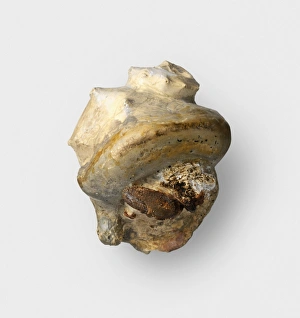 Completely fossilized Hermit Crab Completely fossilized Hermit Crab