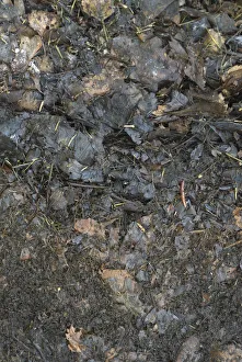 <b class=qtipBold><figcaption>Compost heap, cross-section</figcaption></b><br><em>© Dorling Kindersley/UIG</em> Compost heap, cross-section