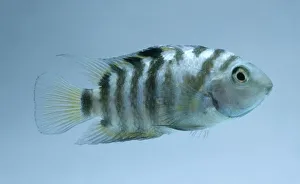 Convict cichlid (Heros nigrofasciatum), striped tropical freshwater fish, side view