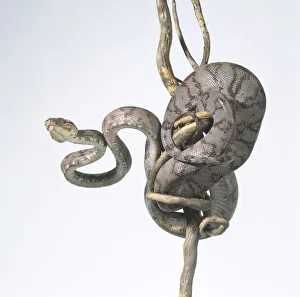 Cooks Tree Boa (Corallus cookii) coiled around tree trunk, low angle view Cooks Tree Boa (Corallus cookii) coiled around tree trunk, low angle view