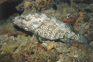 Coral Fish camouflaged against Coral Coral Fish camouflaged against Coral