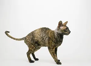 Cornish Rex cat, standing, side view Cornish Rex cat, standing, side view