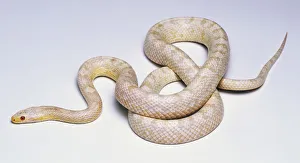 Cornsnake Variant known as cultivars include this albino, commonly called a Snow Corn with pink eyes typical of an albino, and full albino skin lacking red and black pigment Cornsnake Variant known as cultivars include this albino, commonly called a Snow Corn with pink eyes typical of an albino, and full albino skin lacking red and black pigment