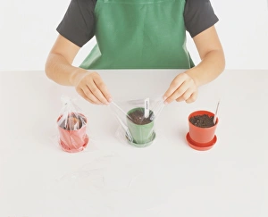Covering three pots with plastic bags Covering three pots with plastic bags