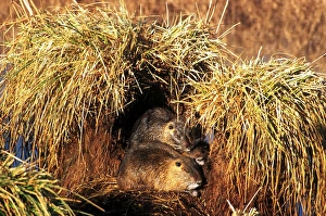<b class=qtipBold><figcaption>Coypu</figcaption></b><br><em>© Marka/Universal Images Group</em> Coypu