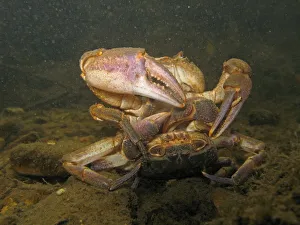 <b class=qtipBold><figcaption>Crab</figcaption></b><br><em>© Marka/Universal Images Group</em> Crab