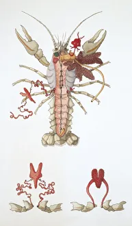 Three crayfishes (astacus fluviatilis), illustration Three crayfishes (astacus fluviatilis), illustration