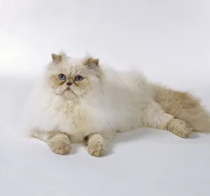 Cream Point longhaired cat with small ears and round, well tufted paws, lying down Cream Point longhaired cat with small ears and round, well tufted paws, lying down