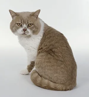 Cream and White British shorthaired cat with white blaze on face and cobby body shape Cream and White British shorthaired cat with white blaze on face and cobby body shape