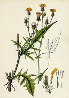 Crepis setosa, Bristly Hawk s-beard