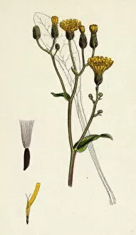 Crepis succisifolia, Scabious-leaved Hawk s-beard