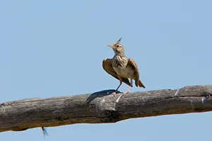 <b class=qtipBold><figcaption>Crested Lark. Galerida Cristata</figcaption></b><br><em>© Marka/Universal Images Group</em> Crested Lark. Galerida Cristata