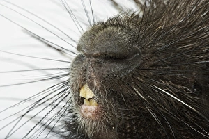 Crested porcupine (Hystrix cristata), close-up on nose and teeth Crested porcupine (Hystrix cristata), close-up on nose and teeth