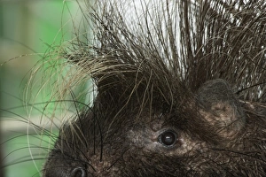 Crested porcupine (Hystrix cristata), close-up on head and quills Crested porcupine (Hystrix cristata), close-up on head and quills