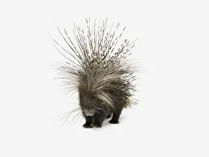 Crested porcupine (Hystrix cristata) Crested porcupine (Hystrix cristata)