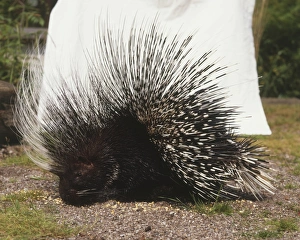 Crested Porcupine, Hystrix cristata, front view Crested Porcupine, Hystrix cristata, front view