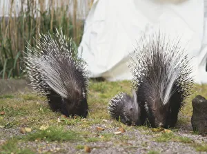 Two crested porcupines with their offspring in garden, front view Two crested porcupines with their offspring in garden, front view
