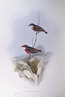 Crimson chat (Epthianura tricolor), Engraving by John Gould Crimson chat (Epthianura tricolor), Engraving by John Gould