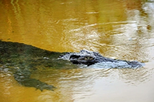 Crocodile. Okavango delta. Botswana Crocodile. Okavango delta. Botswana
