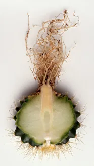 A cross-section of a golden barrel cactus, Echinocactus grusonii A cross-section of a golden barrel cactus, Echinocactus grusonii