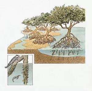 Illustrations 1 Gallery: Cross-section of Mangrove Swamp in Ecuador with inset showing Mudskipper and Shrimp