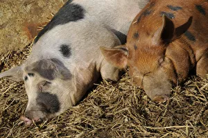 Two crossbred British pigs asleep on straw in barn Two crossbred British pigs asleep on straw in barn
