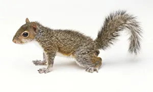 Crouching Eastern Grey Squirrel (Sciurus carolinensis), side view Crouching Eastern Grey Squirrel (Sciurus carolinensis), side view